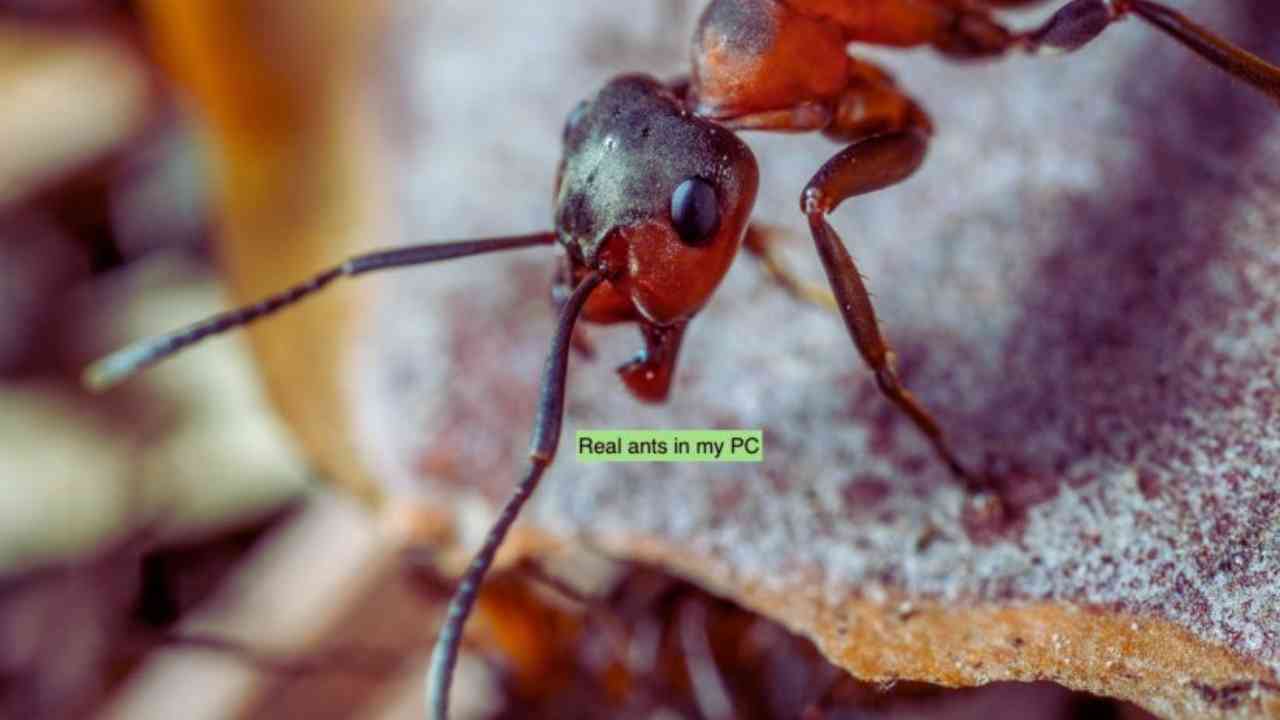 Real ants in my PC? — the answer is yes